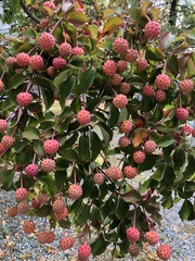 Cornus kousa