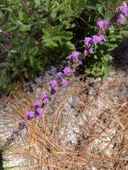 Liatris pilosa