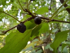 Rhamnus cathartica