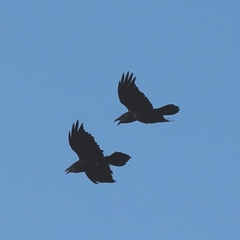 Corvus corax