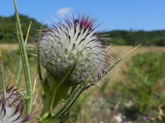 Cirsium tenoreanum