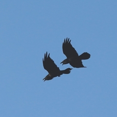 Corvus corax
