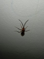 Ponerinae
