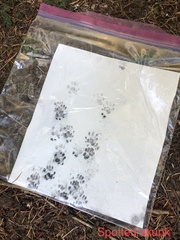 Spilogale gracilis