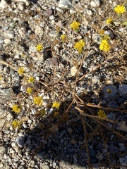 Lessingia glandulifera