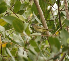 Vireo flavoviridis