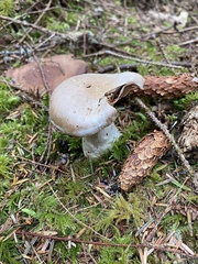 Cortinarius malachius