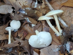 Leucocybe candicans