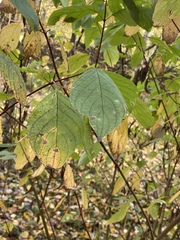 Cornus alba