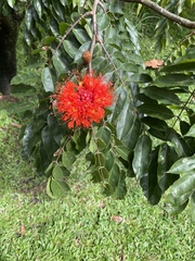 Asclepiadoideae