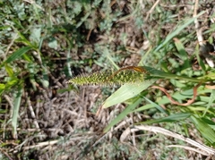 Setaria verticillata