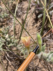 Oenothera mollissima
