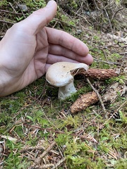 Cortinarius malachius