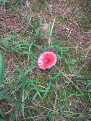 Russula lepida