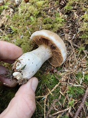 Cortinarius malachius