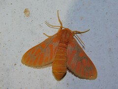 Rhipidarctia crameri