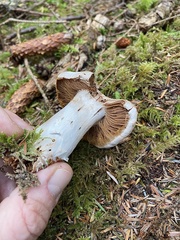 Cortinarius malachius