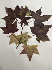 Liquidambar styraciflua