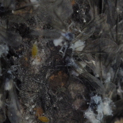 Prociphilus americanus