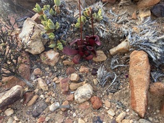 Crassula nudicaulis