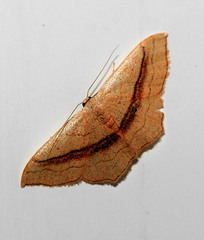 Scopula imitaria