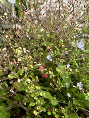 Trichostema nesophilum