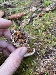 Cortinarius malachius