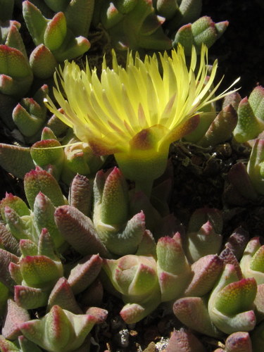Mesembryanthemum exiguum N.E.Br. 4