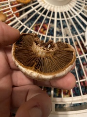 Cortinarius malachius