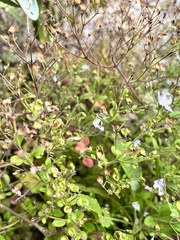 Trichostema nesophilum