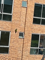 Pitangus sulphuratus