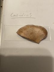 Cortinarius malachius