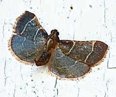 Hypsopygia nostralis