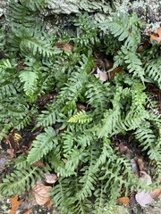 Polypodium