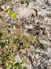 Trichostema nesophilum