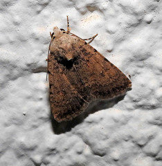 Caradrina flavirena