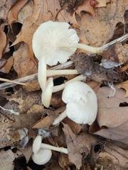 Leucocybe candicans