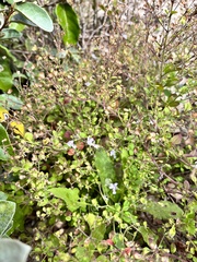 Trichostema nesophilum
