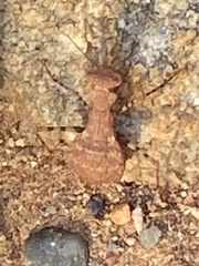 Ligariella trigonalis