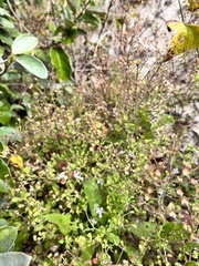 Trichostema nesophilum