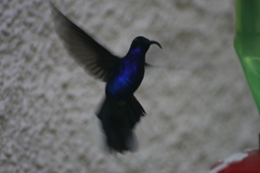 Campylopterus hemileucurus