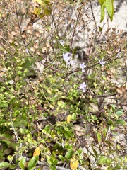 Trichostema nesophilum