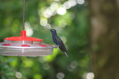 Campylopterus hemileucurus