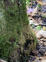 Plagiothecium denticulatum