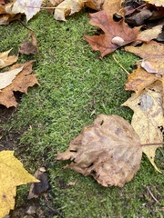 Plagiothecium denticulatum
