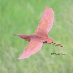 Ixobrychus cinnamomeus