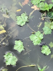 Ranunculus sceleratus