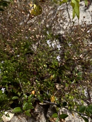 Trichostema nesophilum