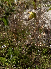 Trichostema nesophilum