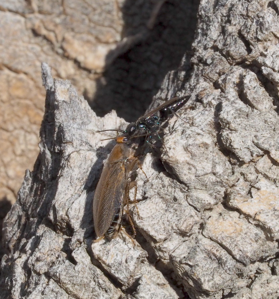 Dolichurus corniculus